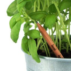 CRAYON À PLANTER